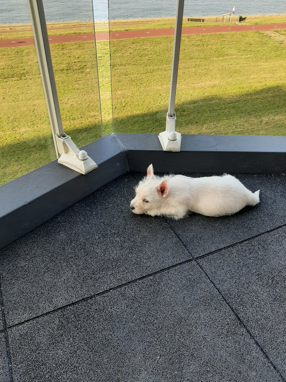 West highland White Terrier