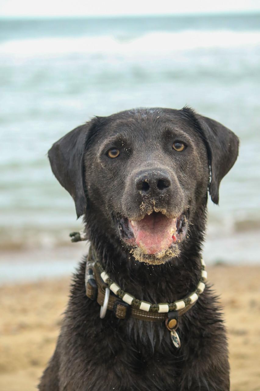 Dieren fotoshoot