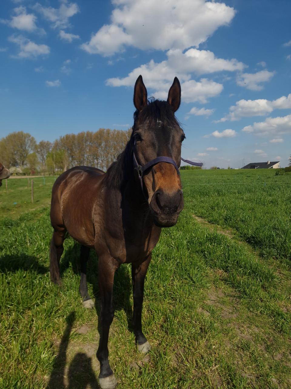 Lieve merrie