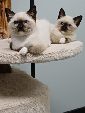 Mooie Brits Korthaar x Ragdoll kittens mogen verhuizen.