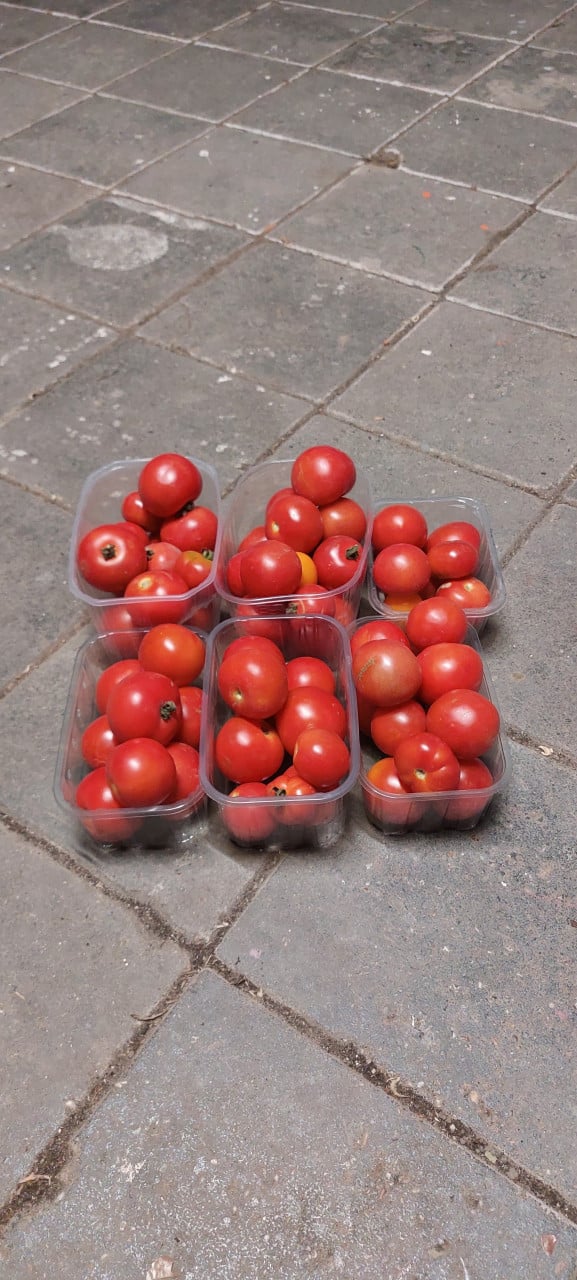 Tomaten