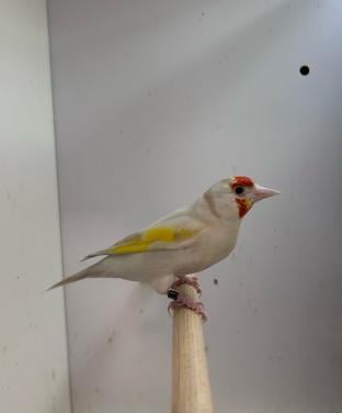 0-3 grote putter satinet