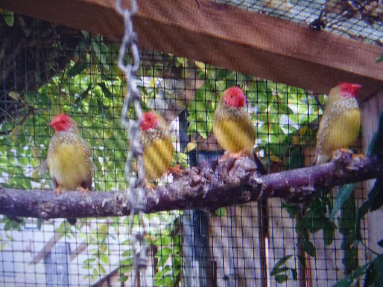 Te koop of te ruil Binsenastrilde man broedrijp voor pop