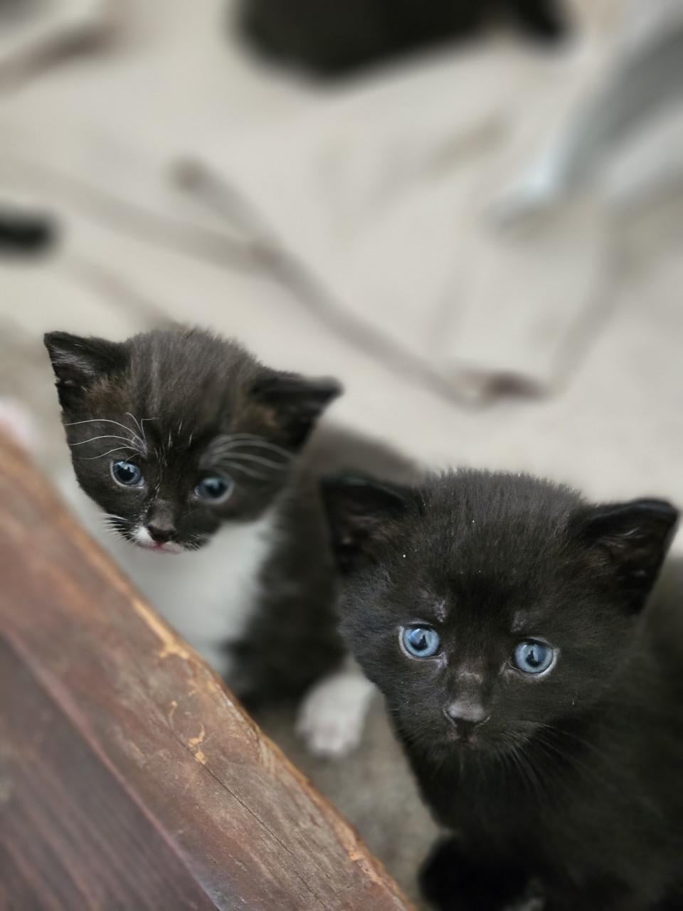 Kittens te koop