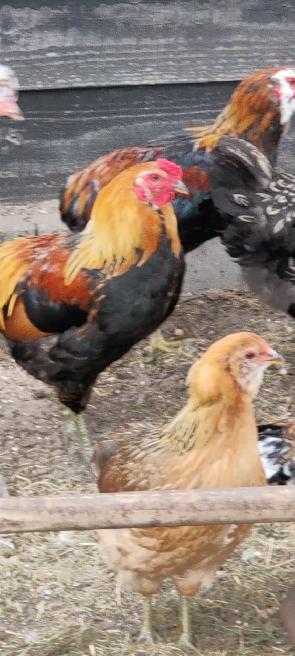 3 bol Araucana hanen raszuiver