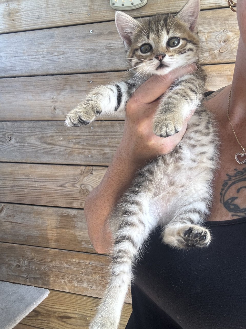 Siberische bos kat kittens