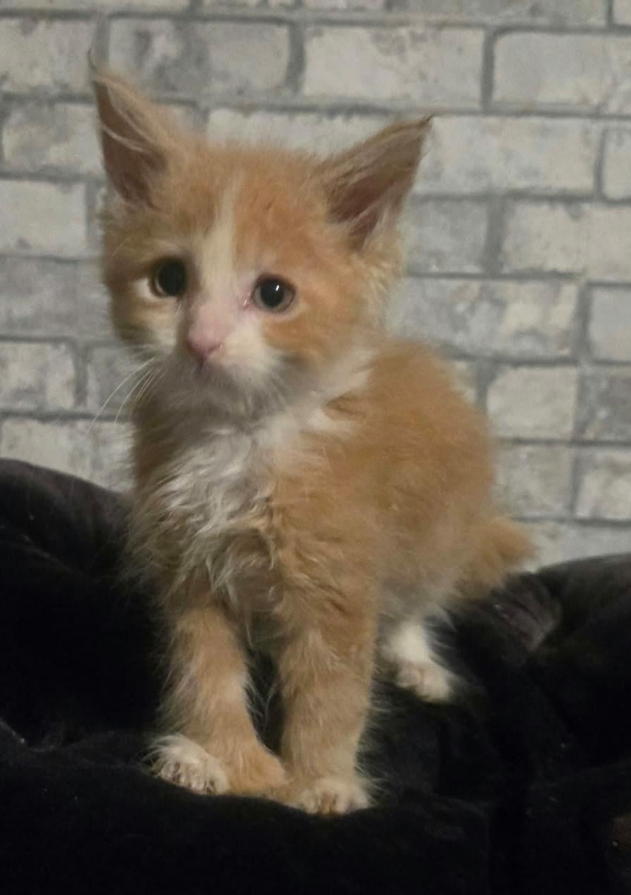 Volbloed maine coon kittens