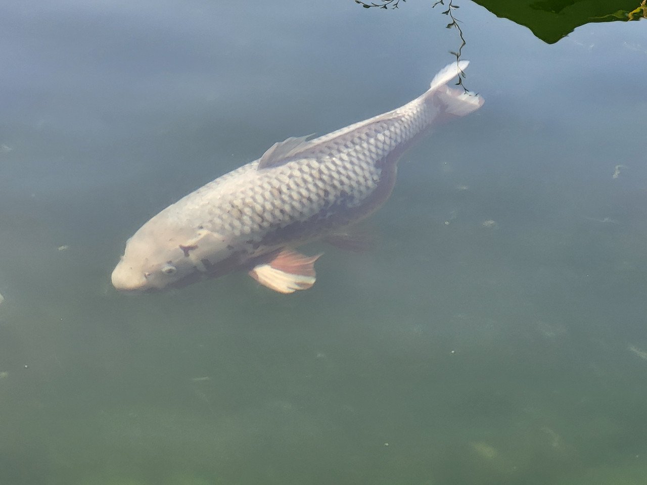 Koi's verkoop