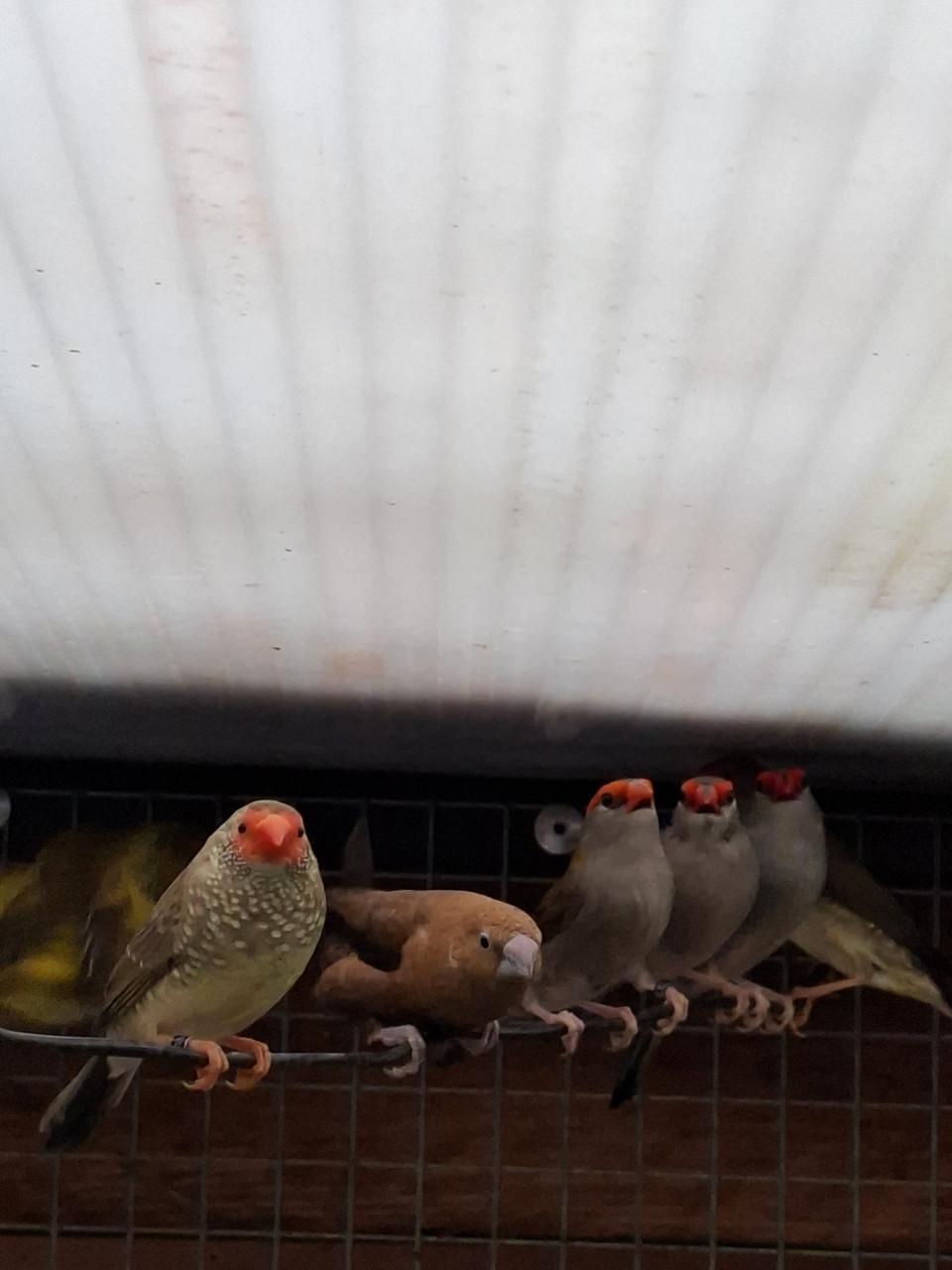 Binsenastrilde ruilen