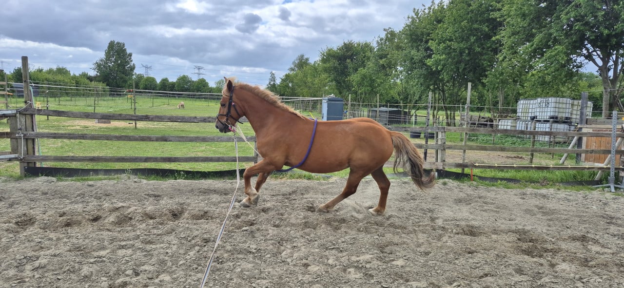 Lieve recreatieve D pony.