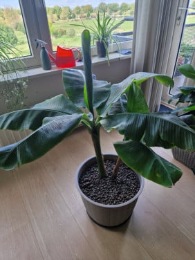 Bananenpalm