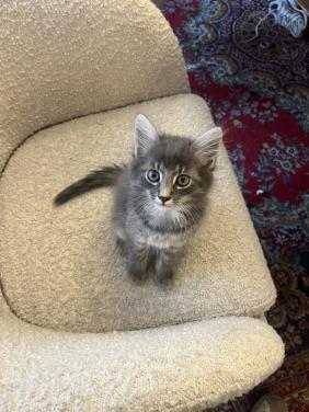 Kittens