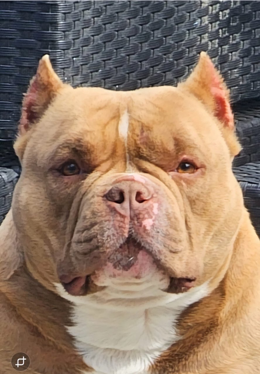 Micro Bully
