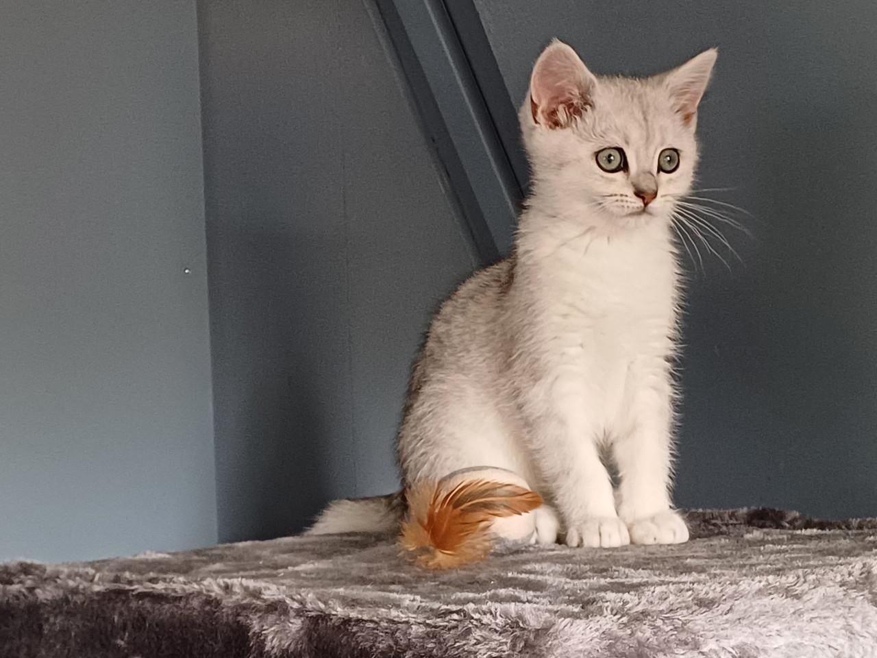 We zoeken voor onze 2 lieve Brits Korthaar poezen een nieuw huisje.
