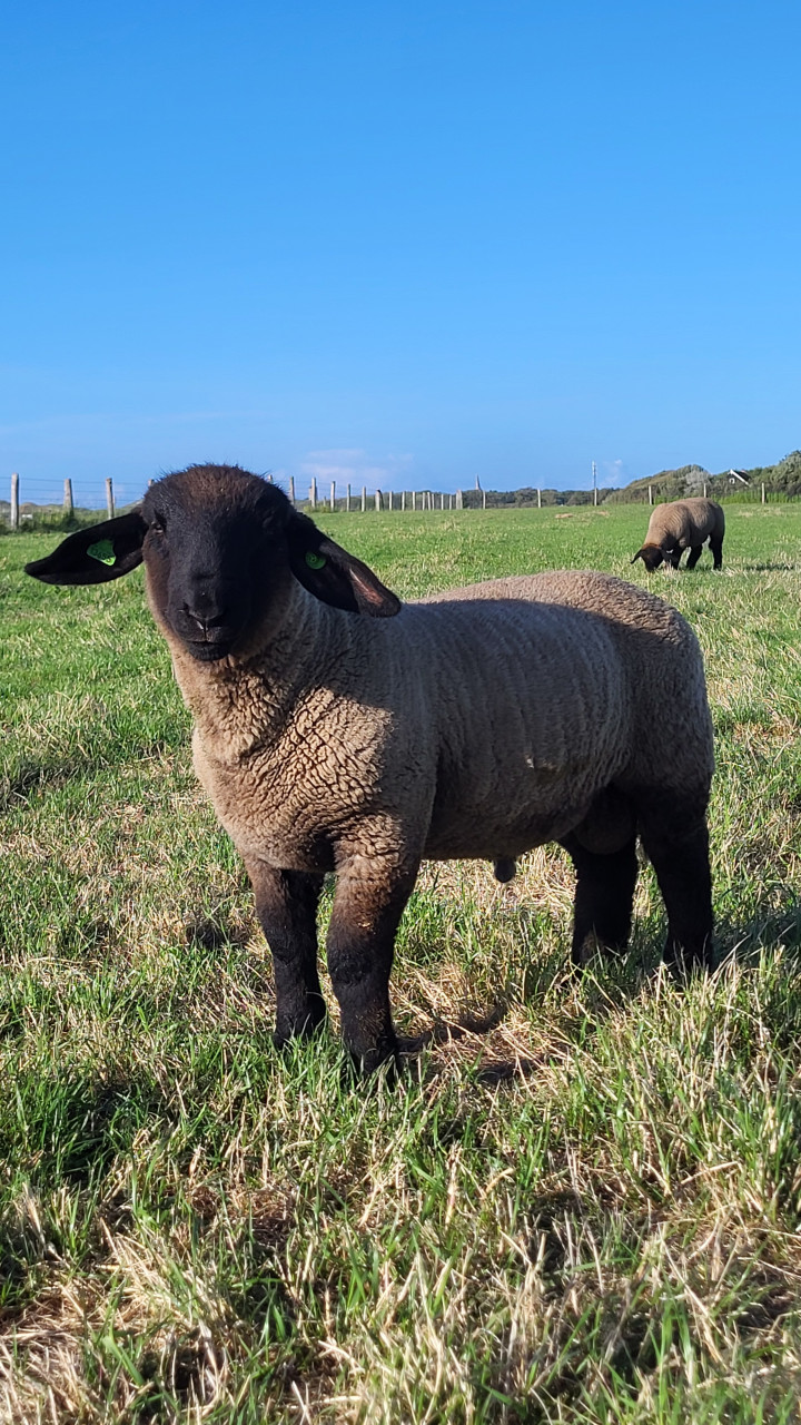 Suffolk ramlammeren