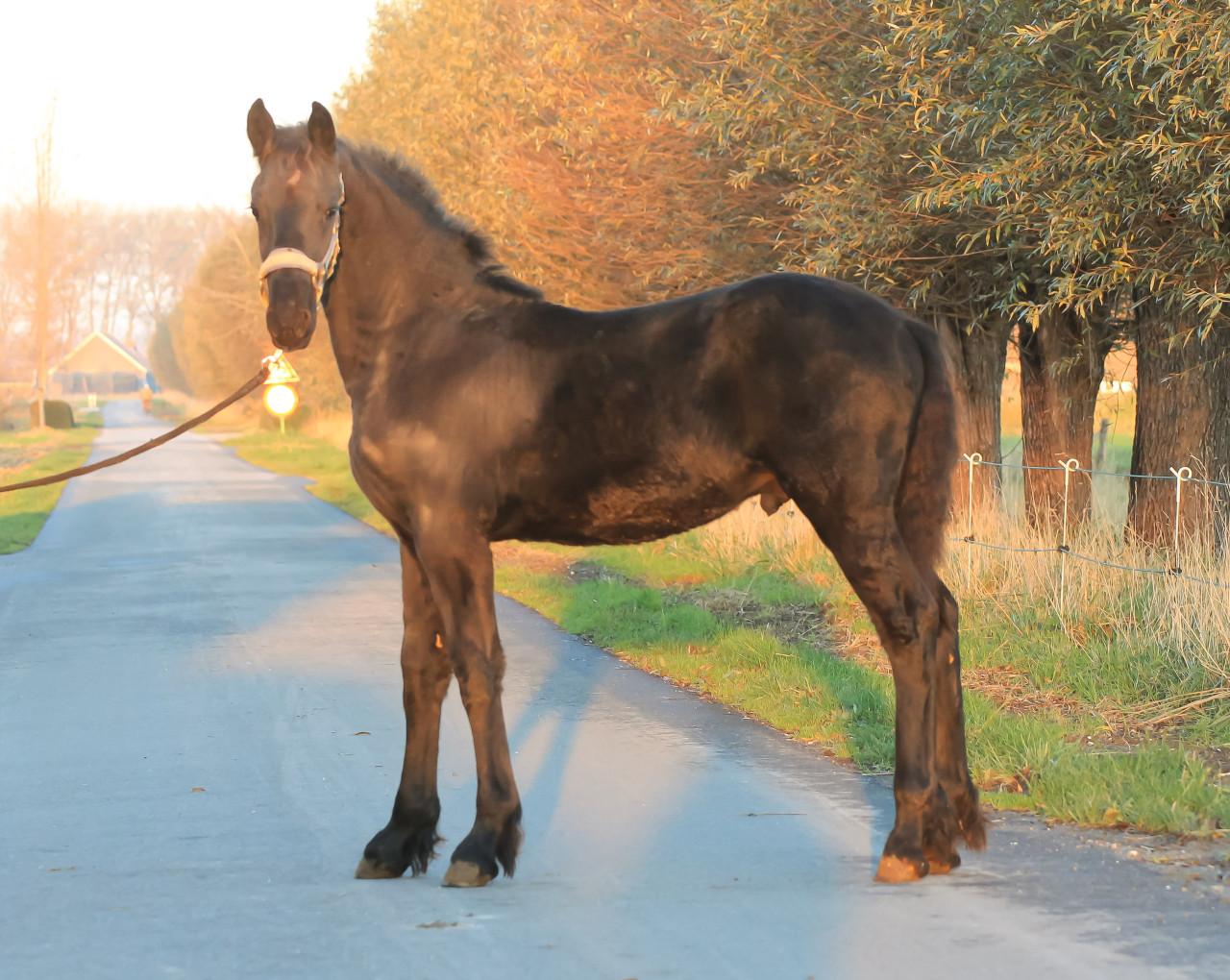 Knap Fries hengstveulen