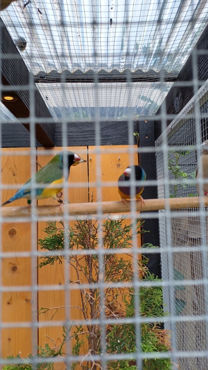 Gouldamadines (tt-kwaliteit)