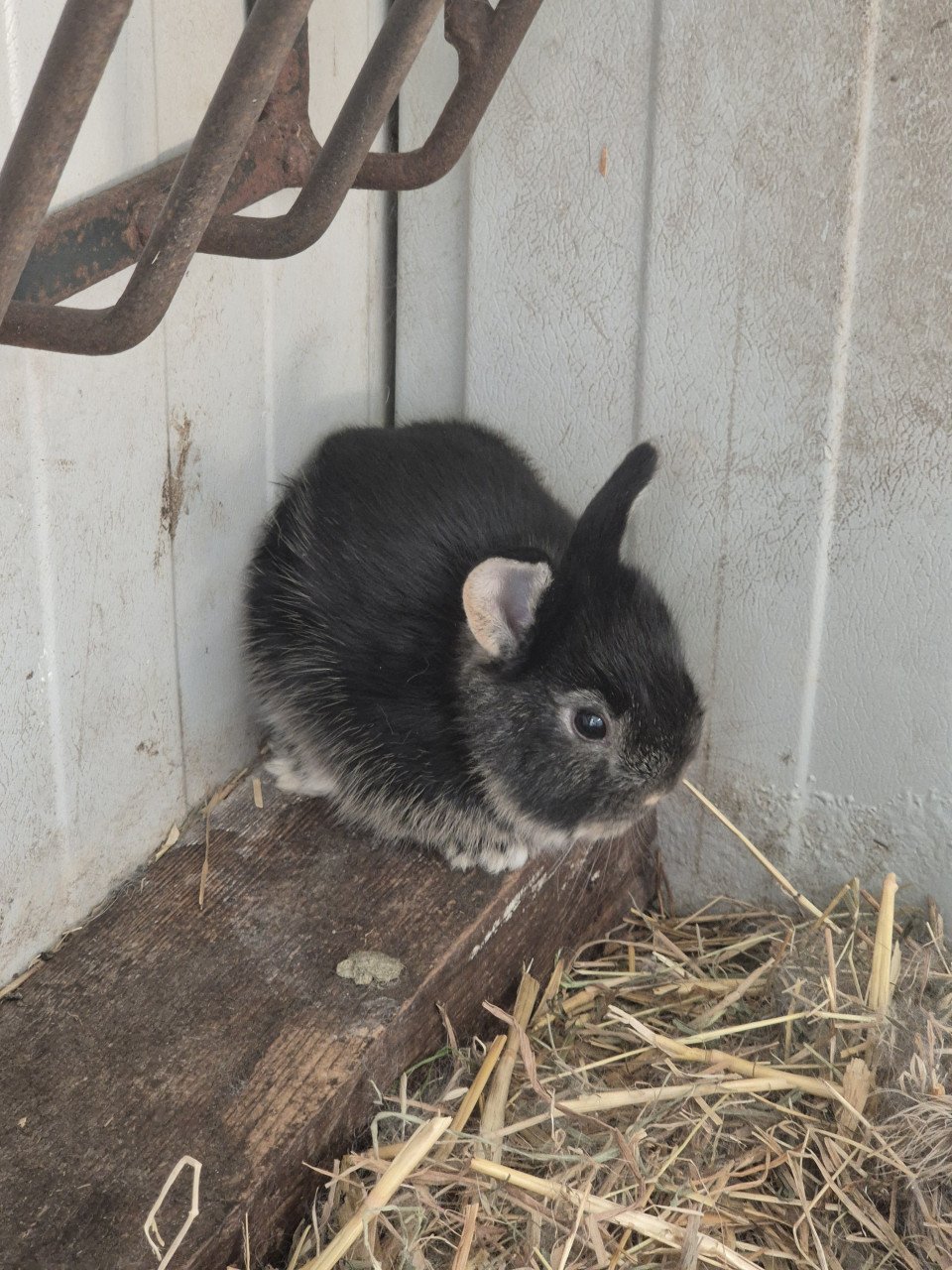 Babykonijntjes te koop!