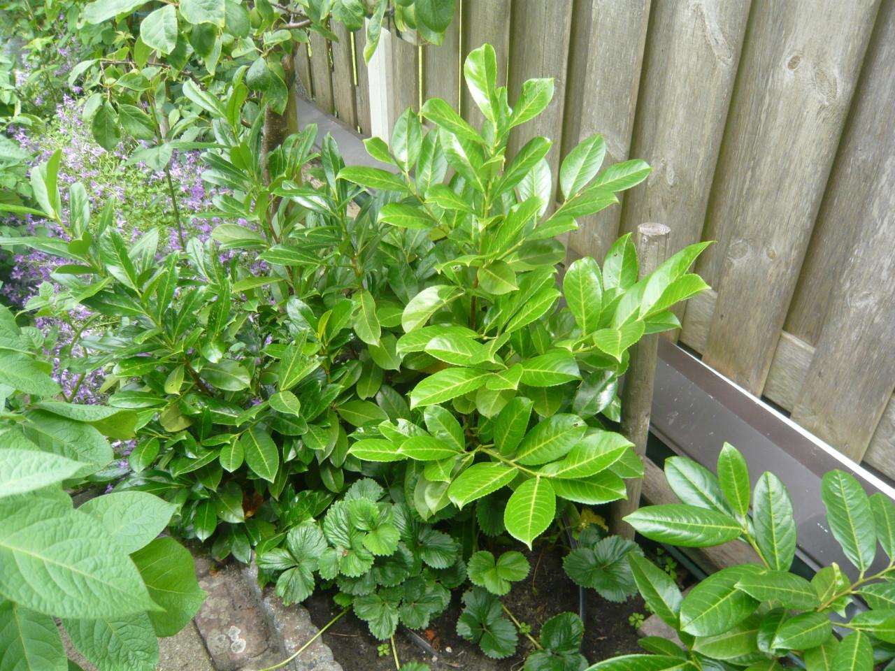 Laurier planten