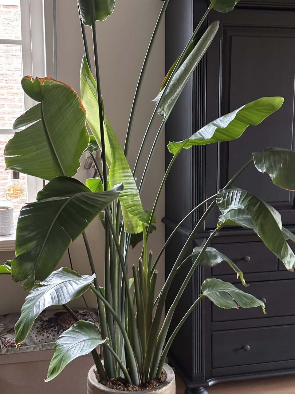 Grote plant (Strelitzia Nicolai)