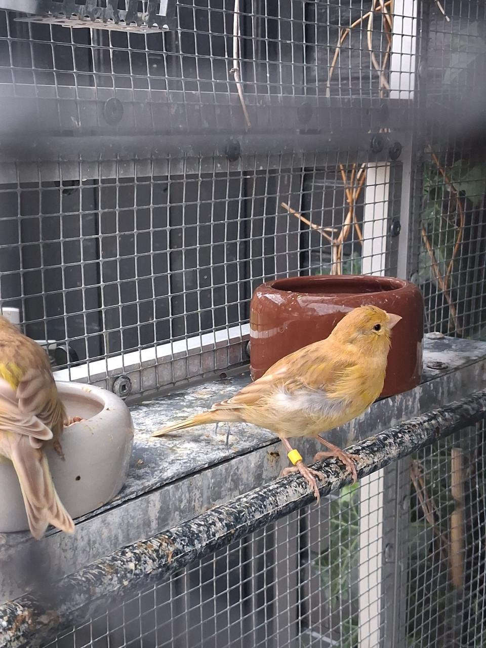 Vogels