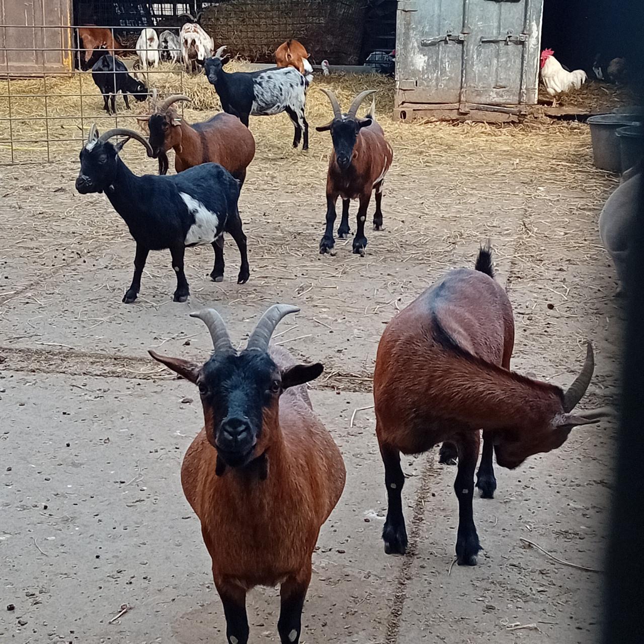 Te koop mooie bokjes en geitjes
