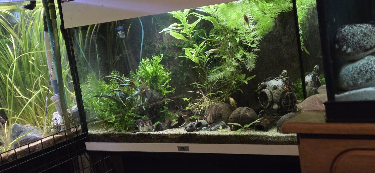 Aquarium