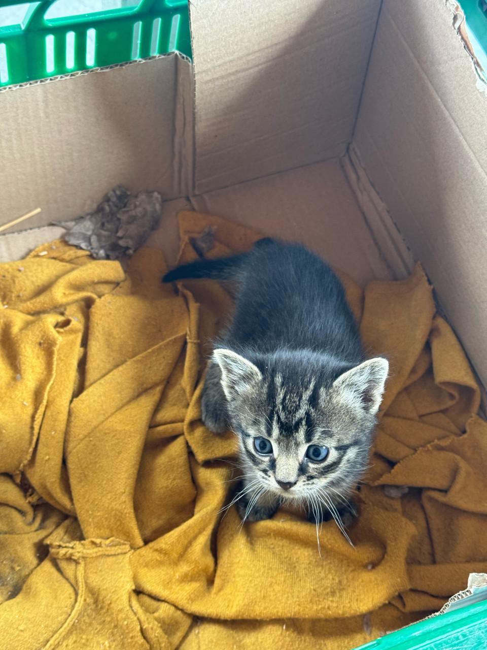 4 kittens te koop