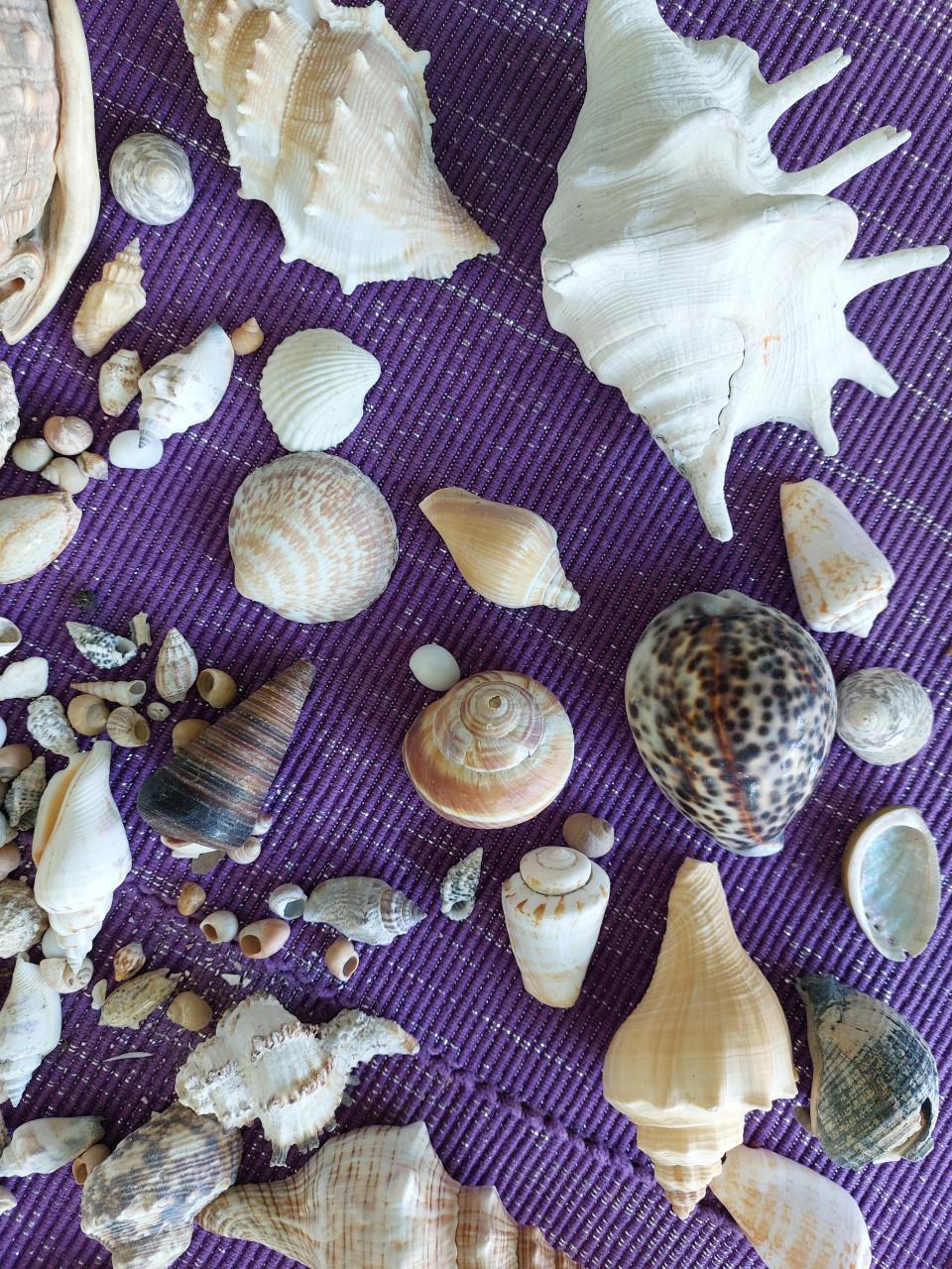 SCHELPEN COLLECTIE