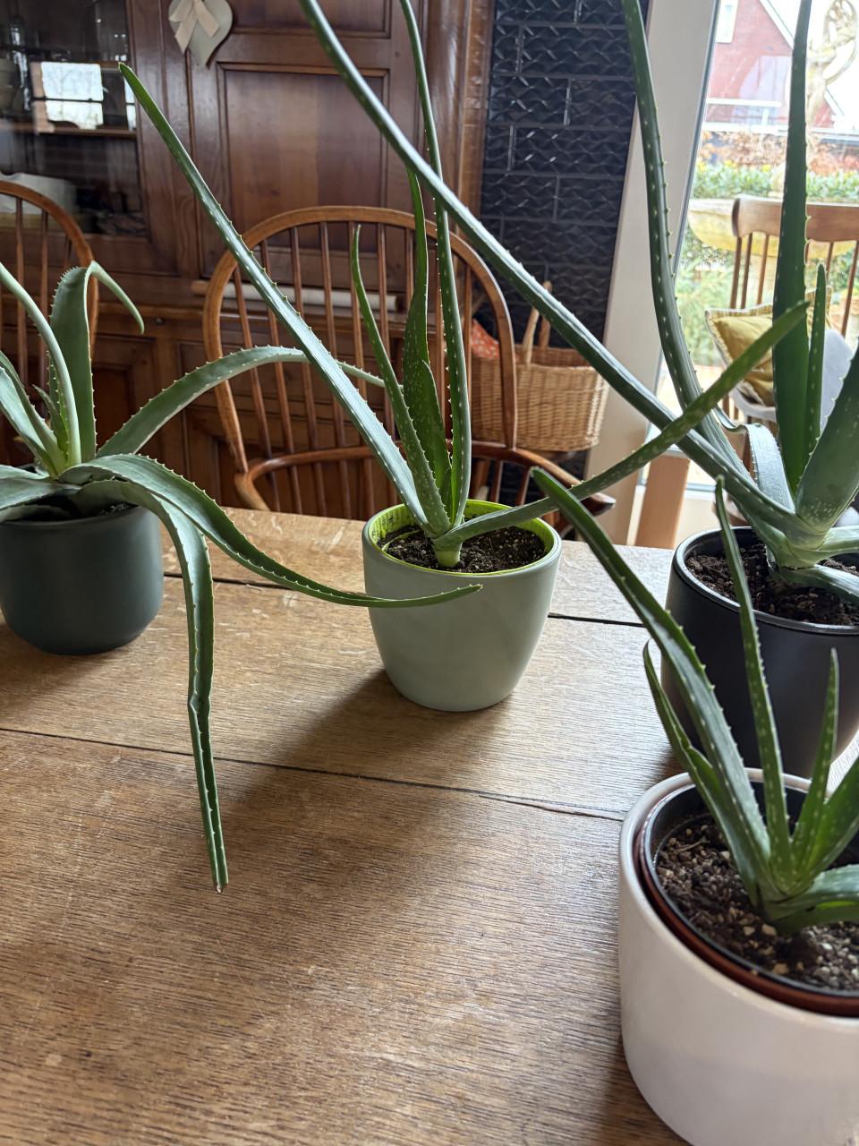 Aloe vera kamer plant
