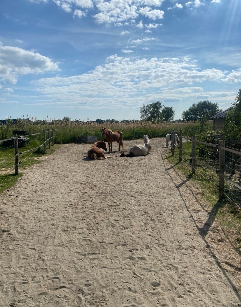 Plekje vrij voor pony