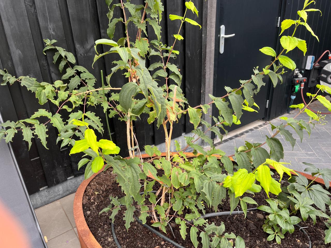 Heptacodium miconioides, Zevenzonenboom