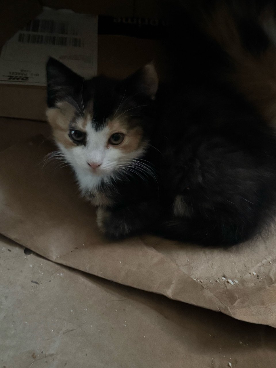 Kittens pers/maincoon