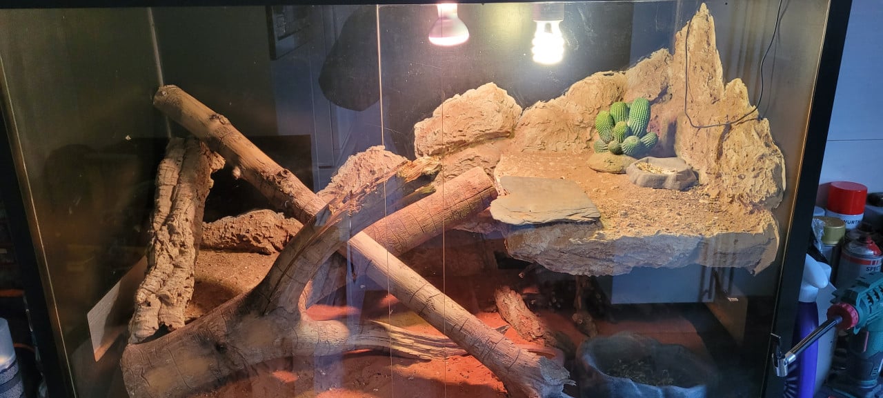 Terrarium 100x50x70 met baardagaam