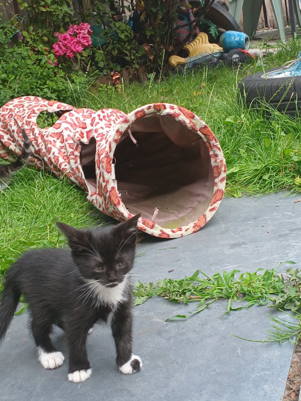 Gratis kittens