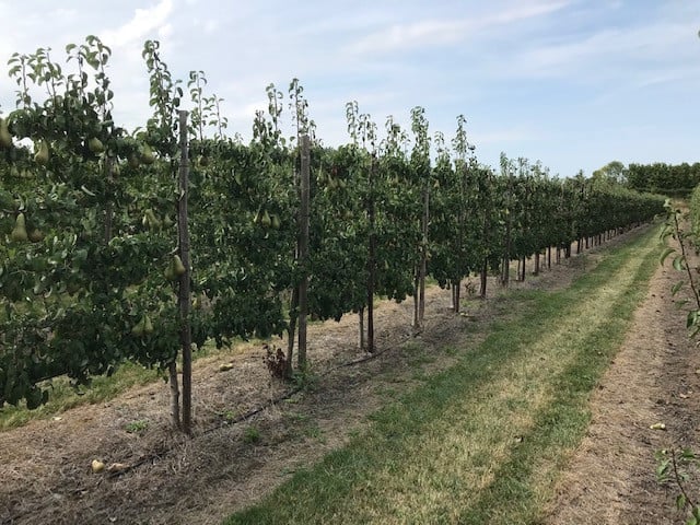 Fruitbomen in leivorm / Leibomen / Peer (Voorverkoop)