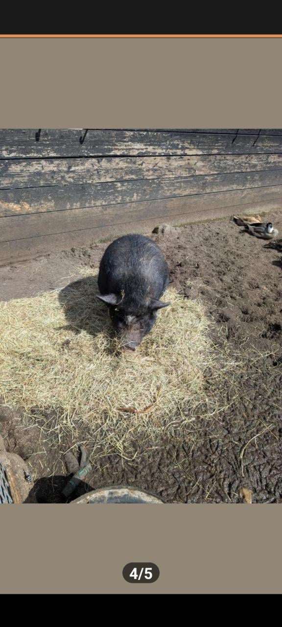 Lief varken zoek nieuw huisje