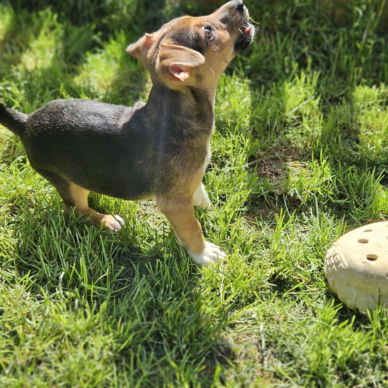 Jack Russell pups
