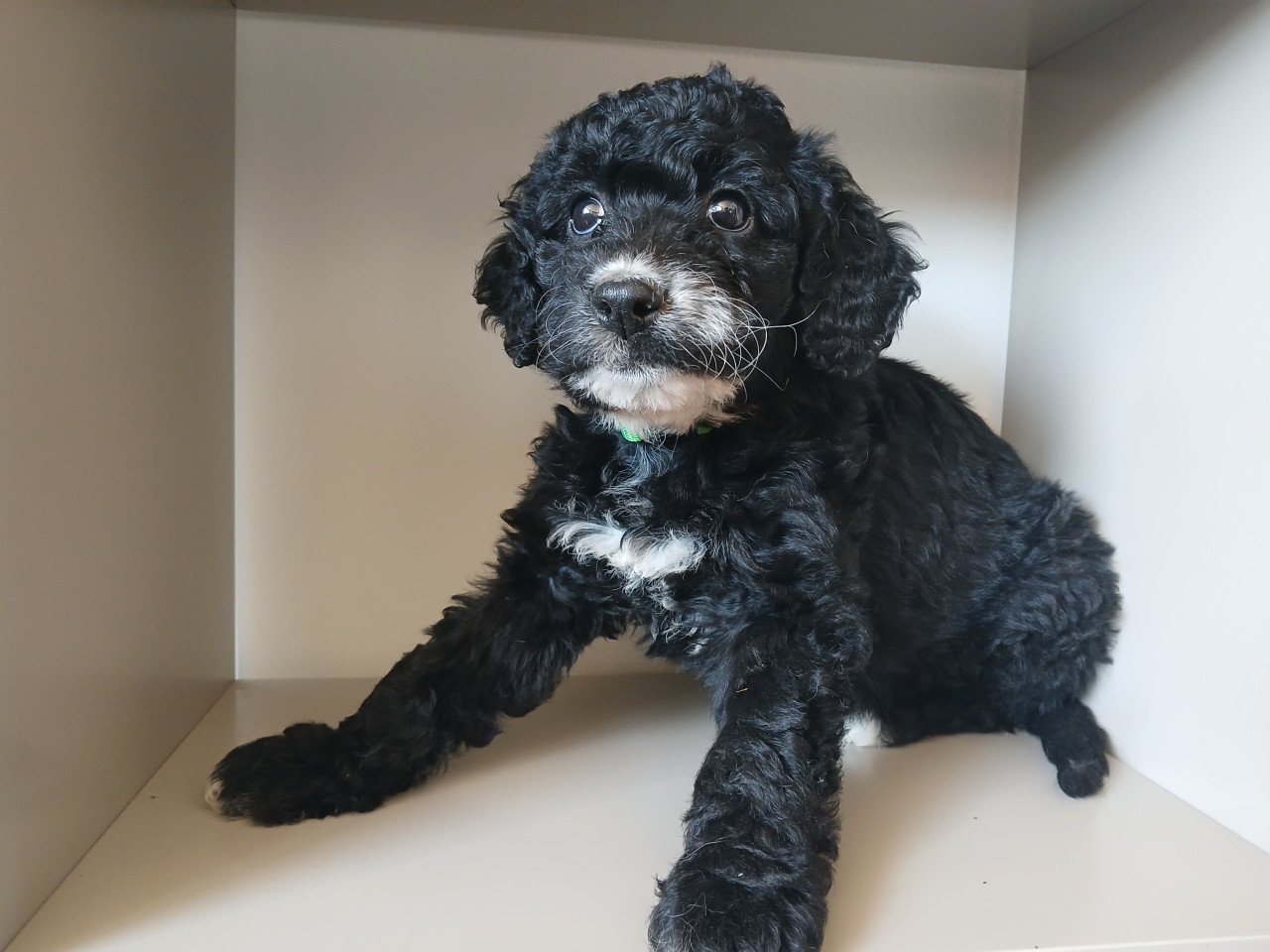 Schattige labradoodle pups op zoek naar een huis