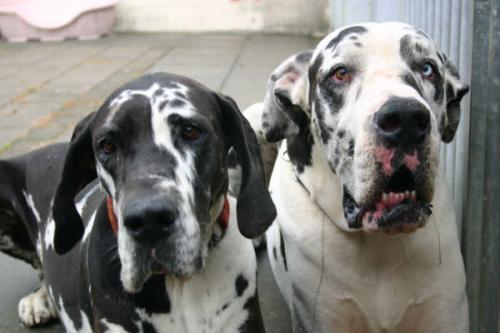 Uw huisdier onder dak.