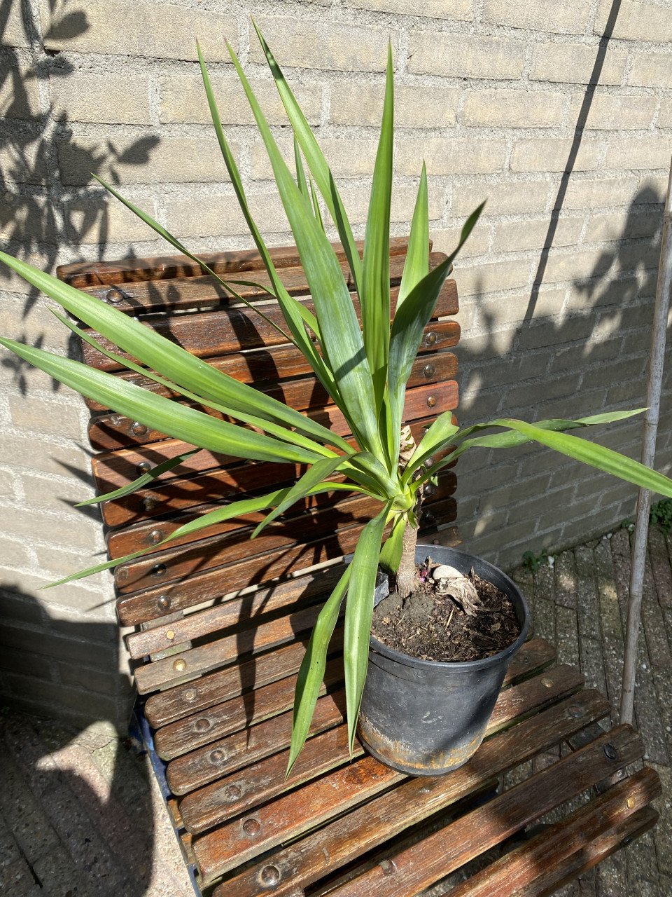 Yucca’s