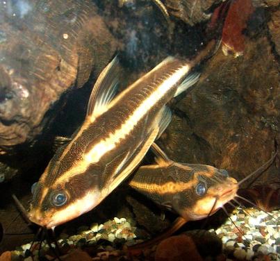 Platydoras