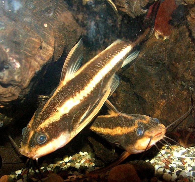Platydoras