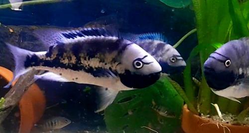 Aquariumvissen cichliden