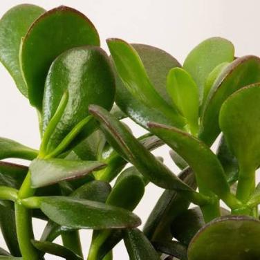 Jadeplanten en sanseveria's