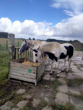 Verzorg(st)er gezocht – twee Barock Pinto merries – omgeving Hulst