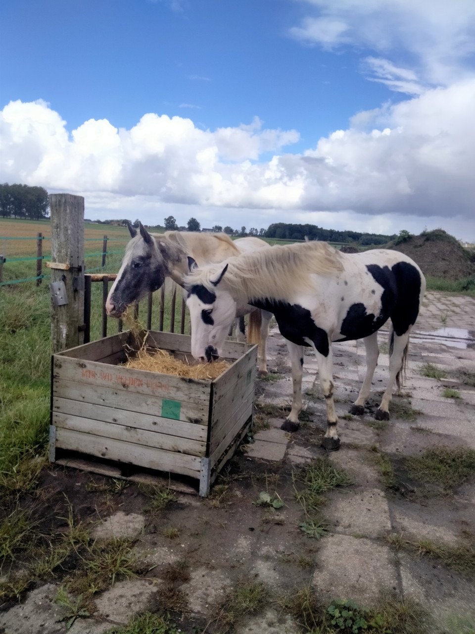 Verzorg(st)er gezocht – twee Barock Pinto merries – omgeving Hulst