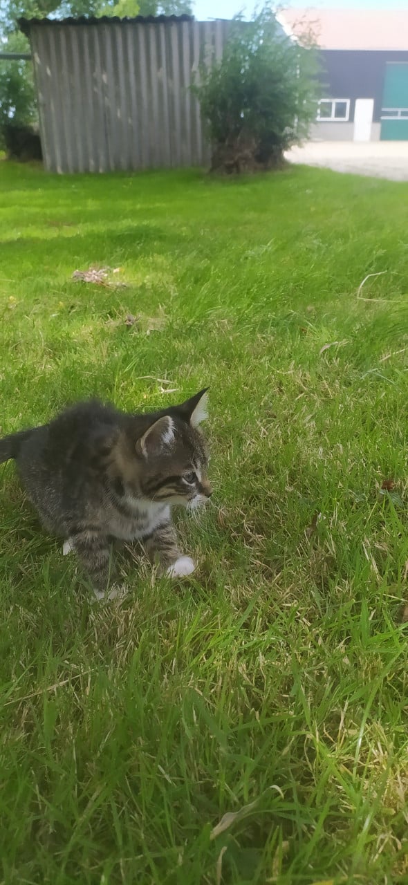 Schattige kittens