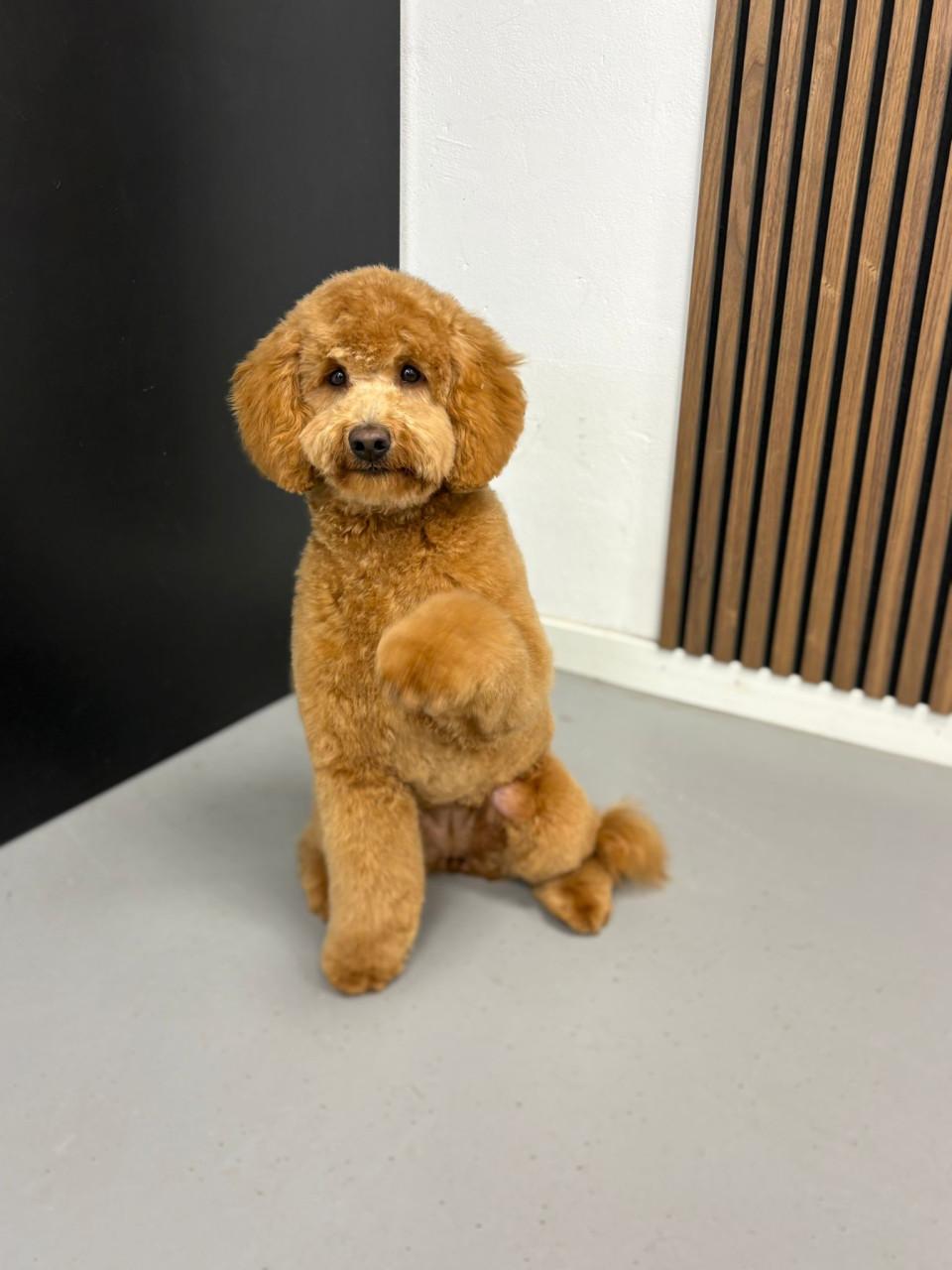 Lieve hondenoppas gezocht