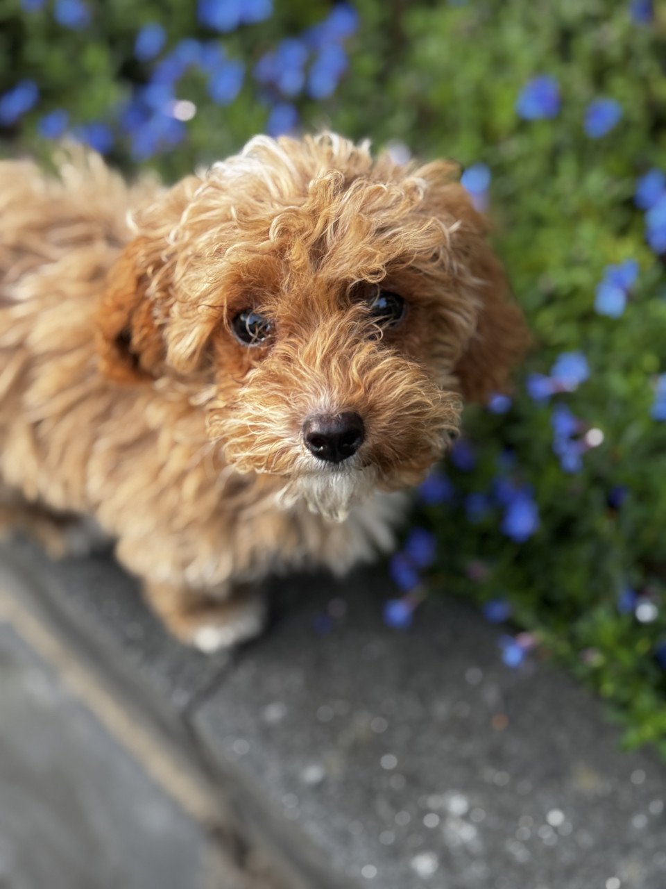 Maltipoo pup reutje